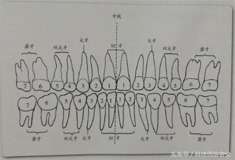 下牙|人的每颗牙齿叫什么名字？